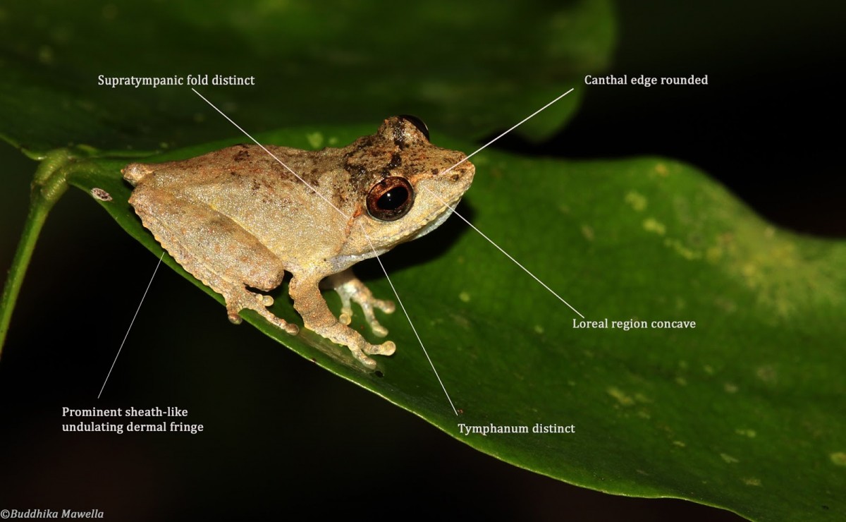 Pseudophilautus mittermeieri Megaskumbura & Manamendra-Arachcchi, 2005